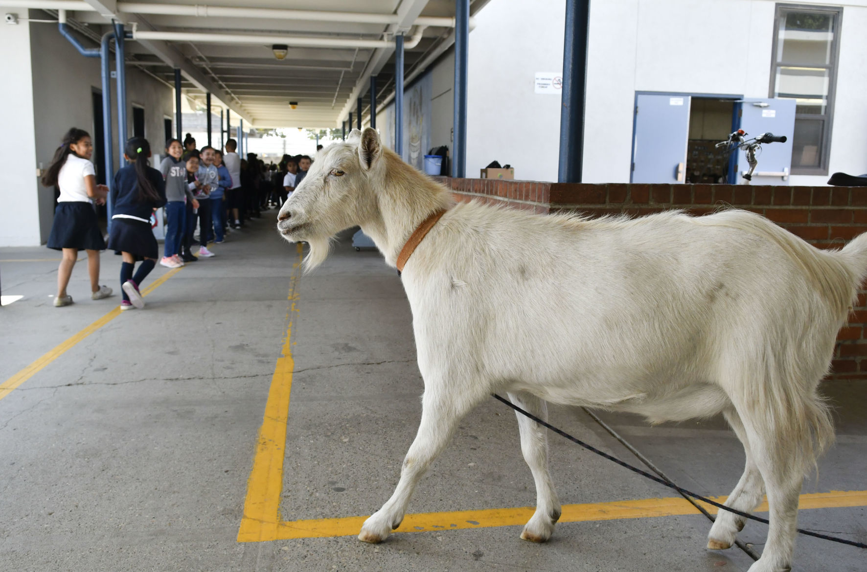 092618 Pismo goats at Fairlawn 06.jpg